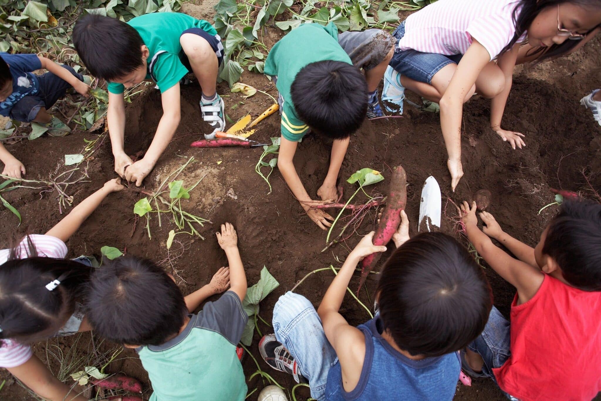 Several children planting seeds in soil, symbolizing the growth and foundation of Christian values.